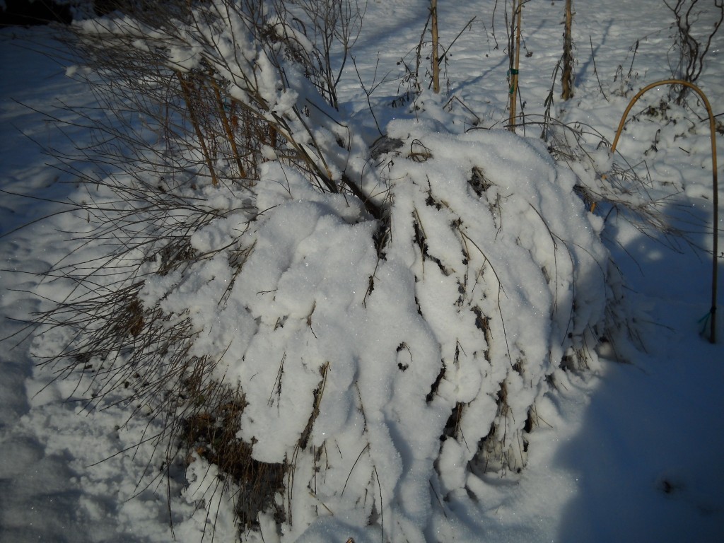 arctic willow Archives - Henry Homeyer