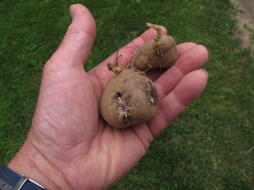 natalie-creates-planting-potatoes-a-beginner-s-guide