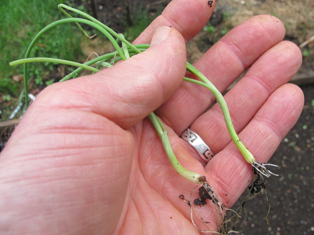 onions-from-seed-archives-henry-homeyer