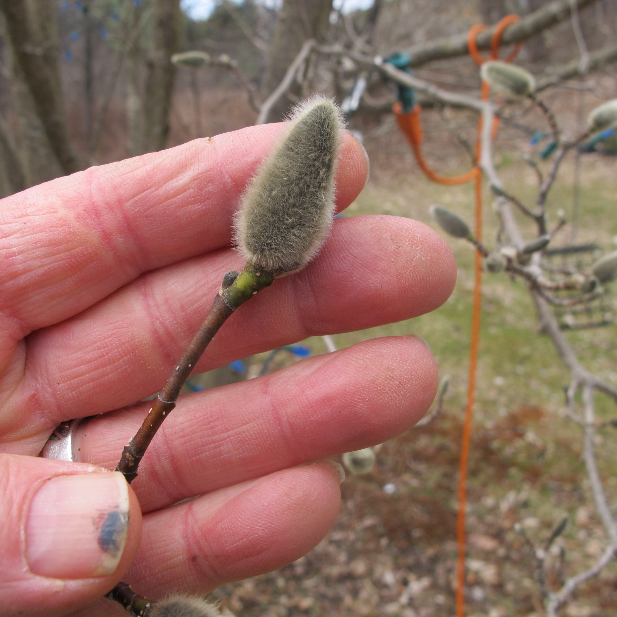 magnolia bud Henry Homeyer