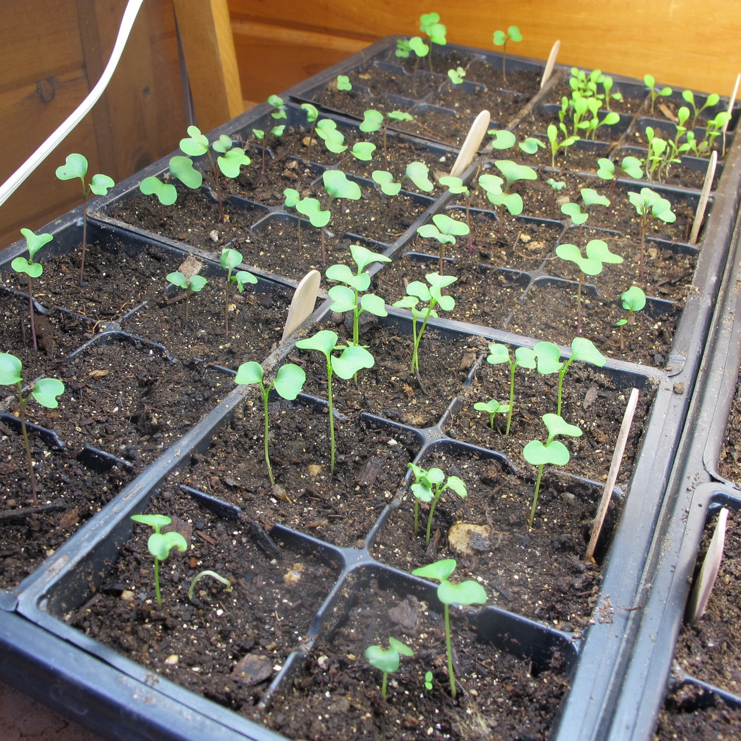 brussel sprout seedlings