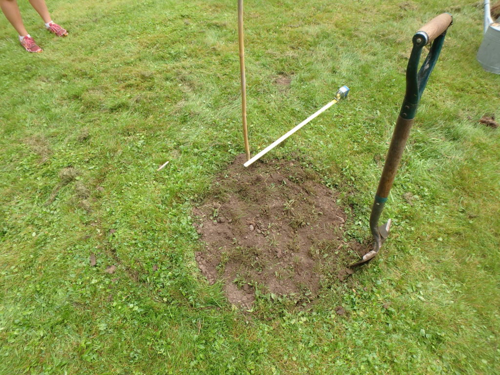 Hole size for tree planting Idea