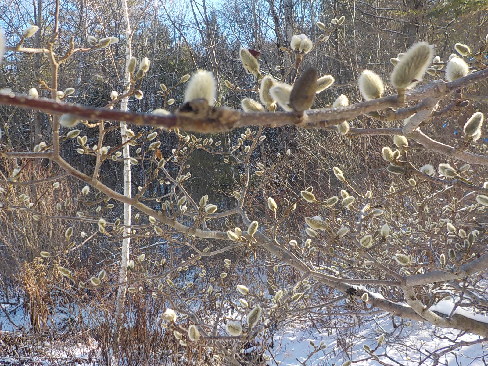 Winterberry Stem - Bowood Farms