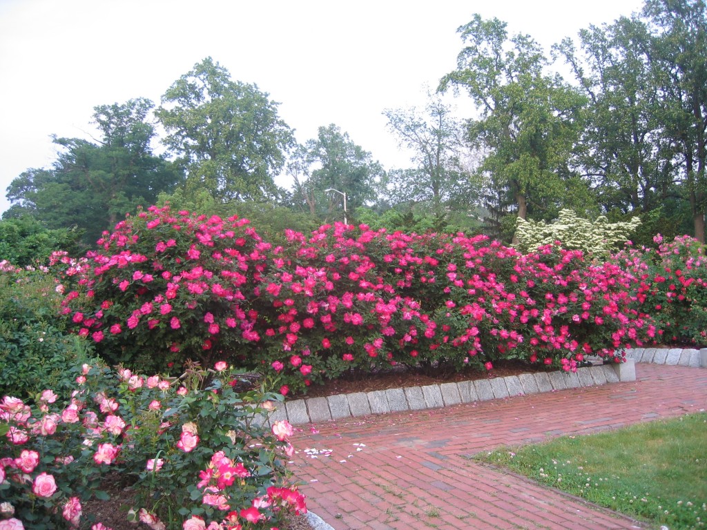 knockout roses Archives - Henry Homeyer