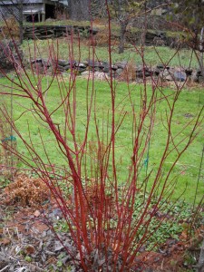 Red Twigged Dogwood