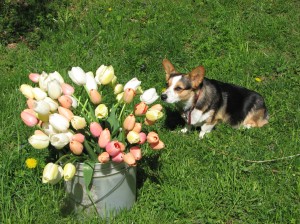 Maureen/Other Tulips & Daphne