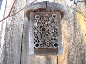  Solitary Bee Nesting Box