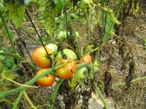 Tomatoe Plant With Early Blight