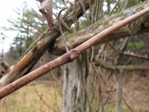 First year grape cane with bud