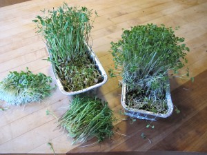 Harvesting Sprouts