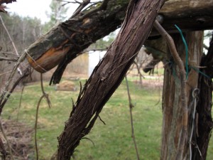 Old grape cane showing shaggy bark (center)