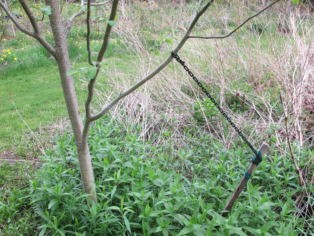 Selecting and Training Flowering Trees - Henry Homeyer