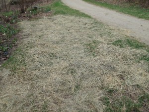 Light layer of hay over re-planted lawn