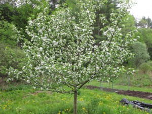 Nicely pruned apple tree