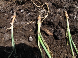 Onion Sets Ready to Plant