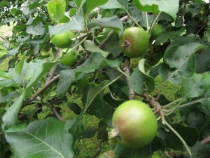 Apples after thinning
