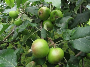 Apples ready for thinning