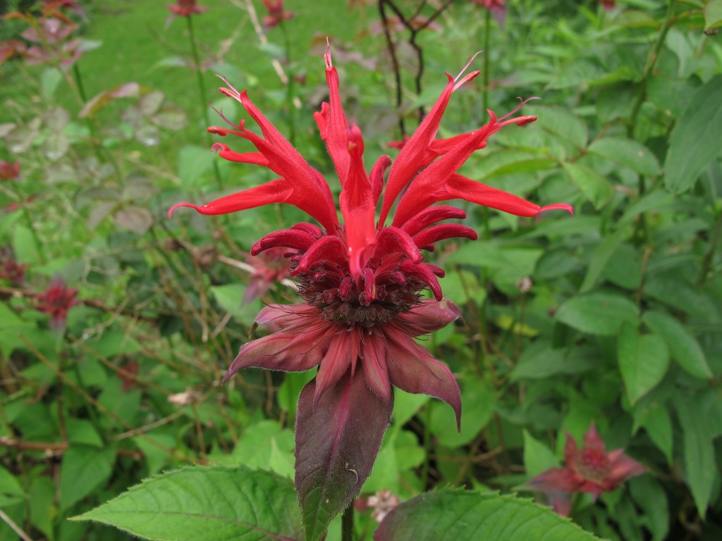 bee balm Archives - Henry Homeyer