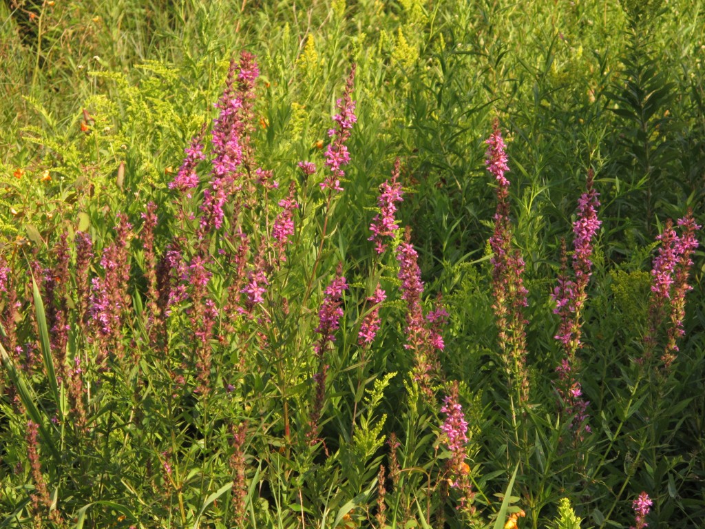 purple loosestrife Archives - Henry Homeyer