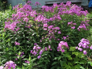 Phlox that needs to be divided to avoid powdery mildew