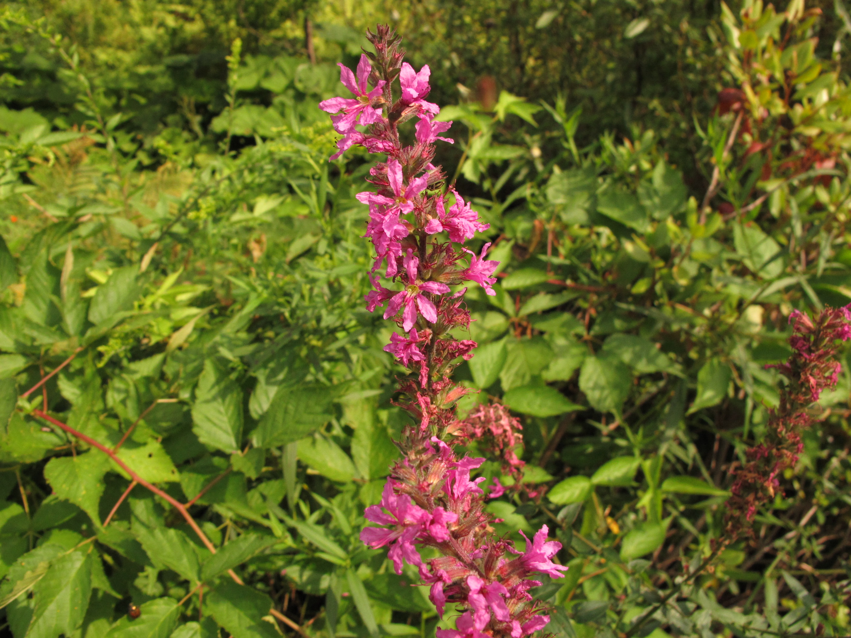 Does Japanese Knotweed Have Purple Flowers At Santos Long Blog