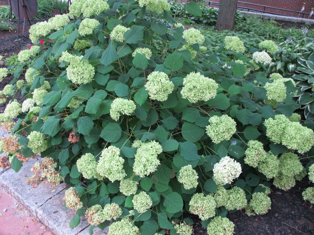 Hydrangeas Henry Homeyer