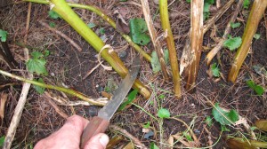 Cutting Back Perennials