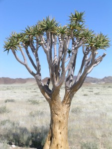 Namibian aloe tree