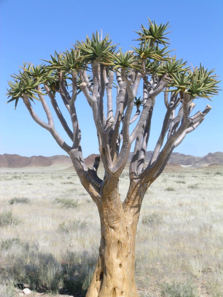 namibian aloe tree Archives - Henry Homeyer