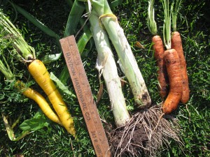 Yellow Sunshine carrots (L), Leeks, Yaya carrots (R)