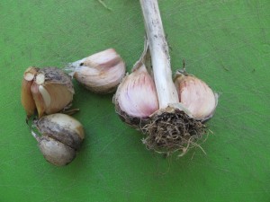 Harneck garlic showing central neck or stalk