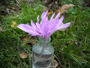 Colchicum in a small vase