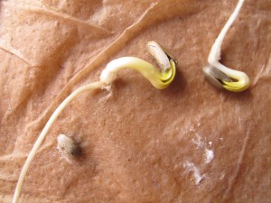 Artichoke seeds