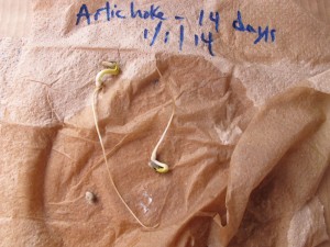 Testing artichoke seeds