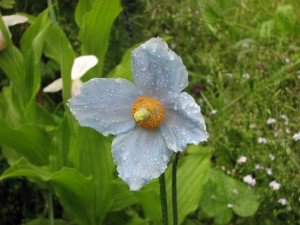 Himalayan Blue poppy
