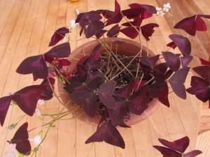 Oxalis with flowers