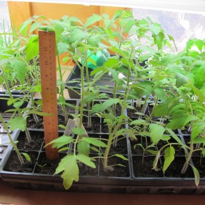 Tomato seedlings ready for bigger pots