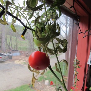 Windowsill-grown tomato