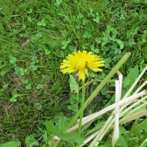 Clover and Dandelions are not all bad