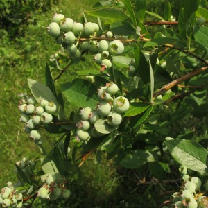 Blueberries produce best in acid soil