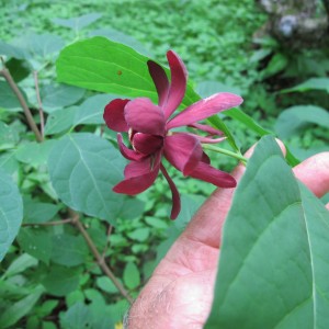 Calycanthus-or-sweetshrub