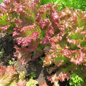 Replant lettuce regularly