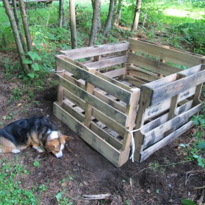 Daphne and the new compost bin