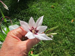 Sword lily