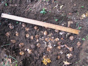 Daffodil bulbs planted in a 36-inch oval hole