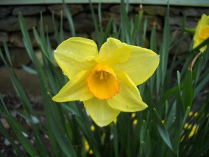 Daffodils- A sure sign of spring