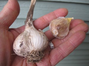 Hard neck garlic