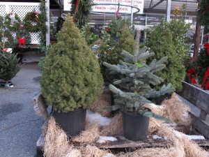Potted Christmas trees looking for a new home