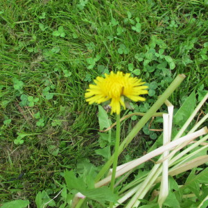 Clover and Dandelions are full lof healthy minerals