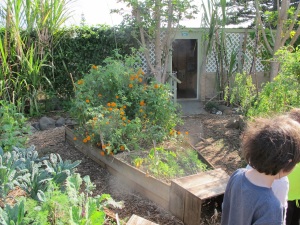 The school garden at Haiku